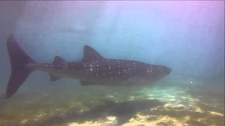 巨魚吃小魚@20140504 01