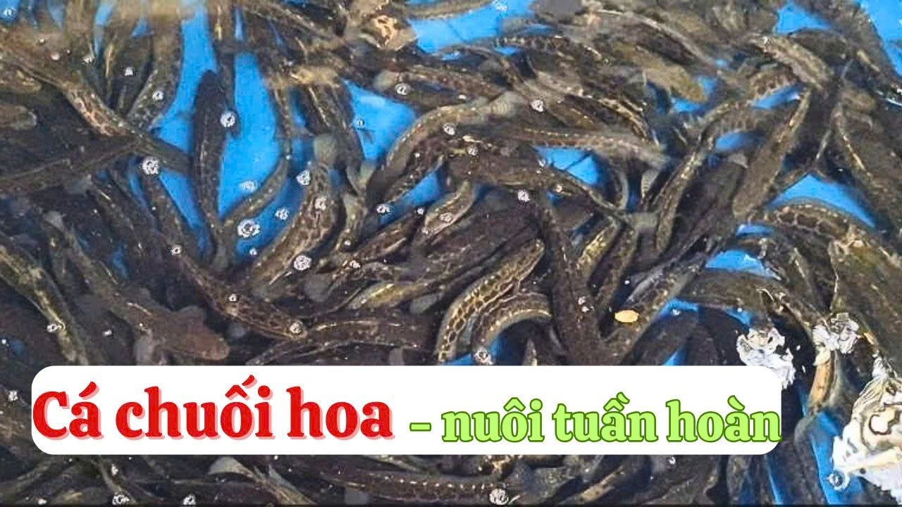 Cá chuối hoa nuôi bể tuần hoàn có nhược điểm gì | Thủy sản Hùng Tiến