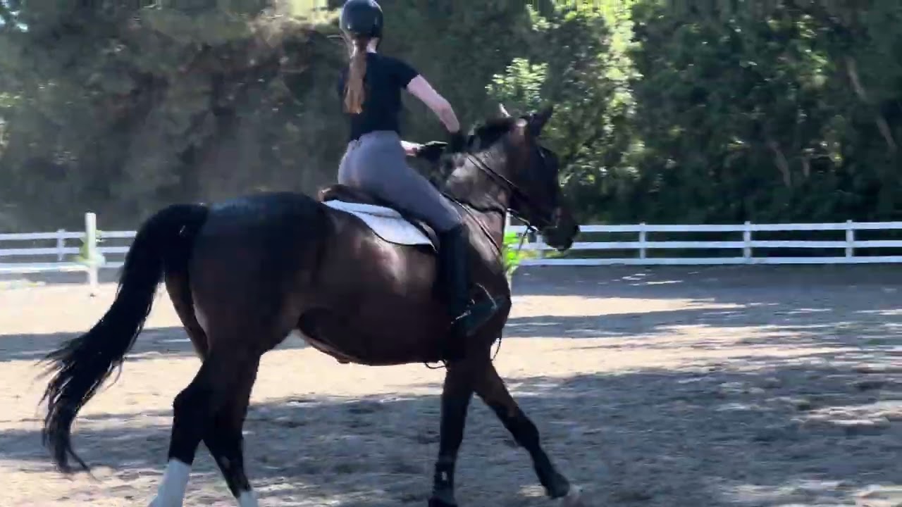 Horse trying (my first ride on Vivaldi) March 2025