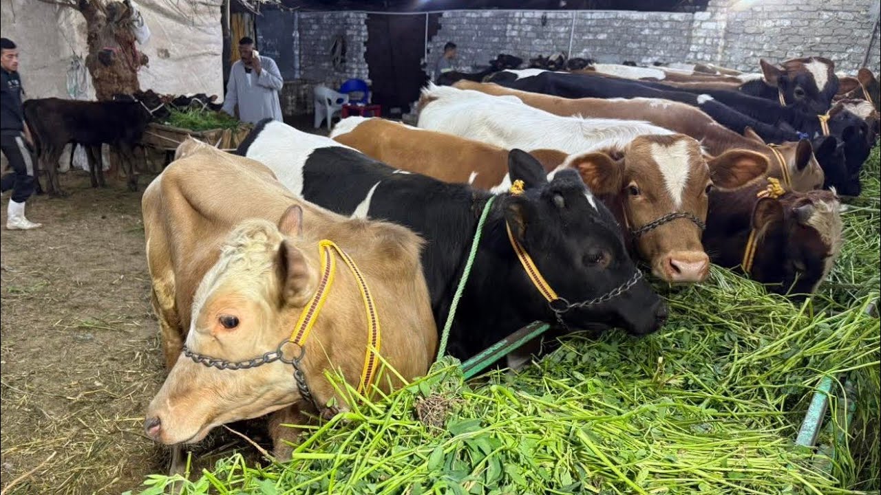 عجول العيد بفضل الله معانا النهارده اقوي تشكيلة عجول بيور اصلي وخليط عالي انية سلالات