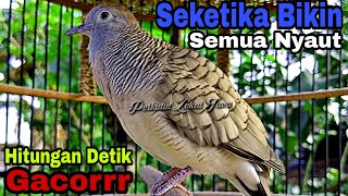 PANCINGAN PERKUTUT 100% GANAS HITUNGAN DETIK BIKIN SEMUA PERKUTUT LANGSUNG NYAUT GACOR