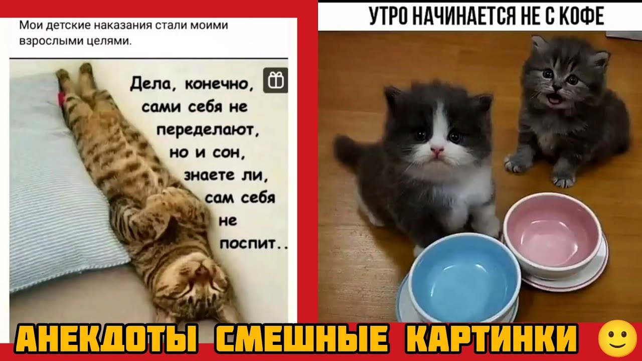 Дела, конечно, сами себя не переделают, но и сон, знаете ли, сам себя не поспит.. смешные картинки 🤣