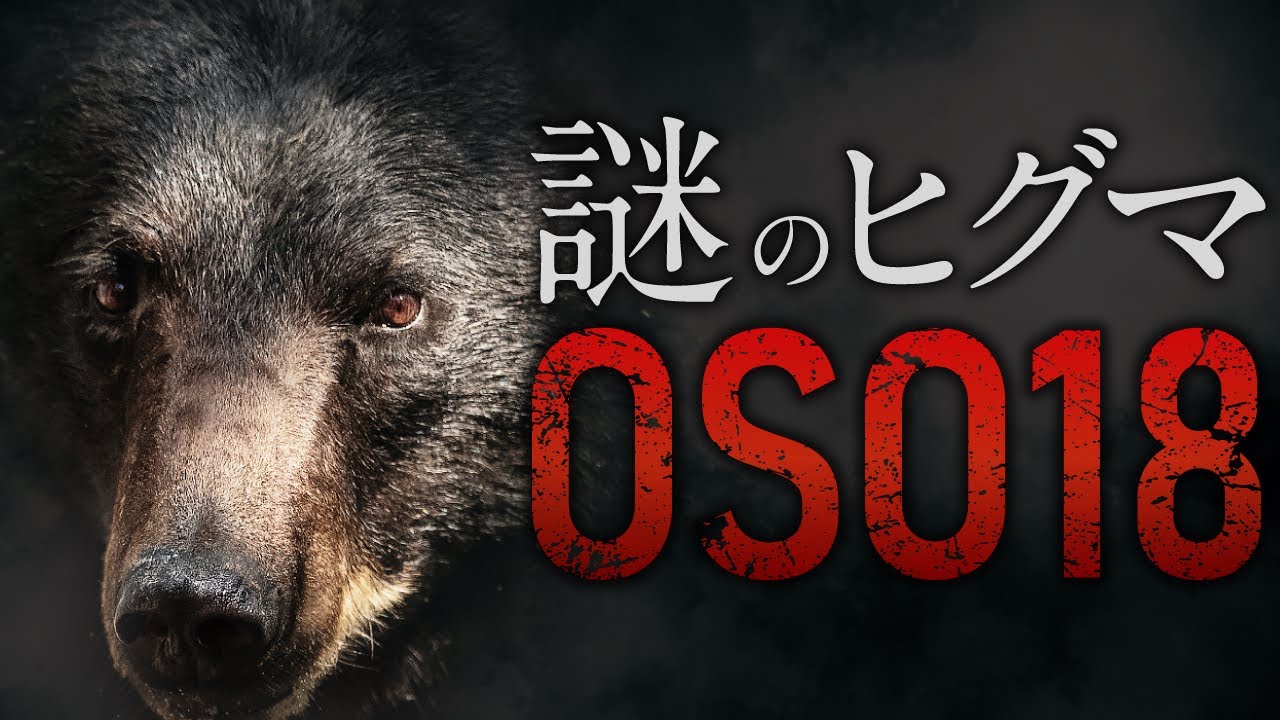 日本中が恐れたヒグマ「OSO18」の、意外すぎる真相。