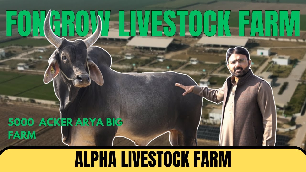 Alpha Livestock Farm at Fongrow Livestock Farm 🌾| Usama Awan 
