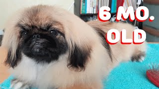 Poppy's Daily Grooming Needs (Grooming a Pekingese at Home)