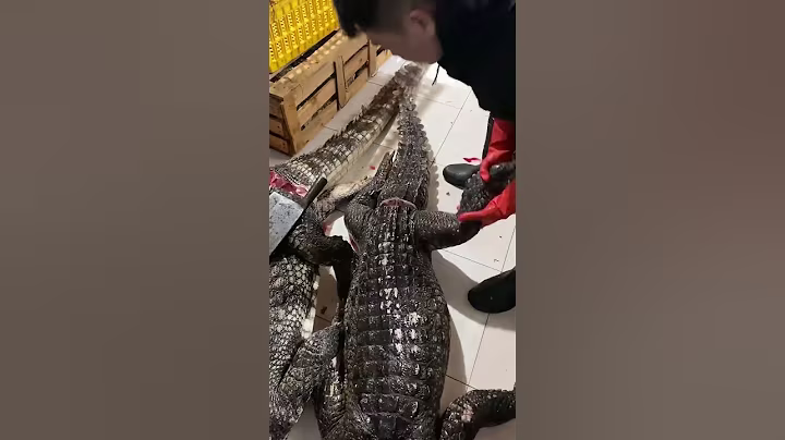 A large crocodile weighing several hundred kilograms #High end ingredients #Delivered