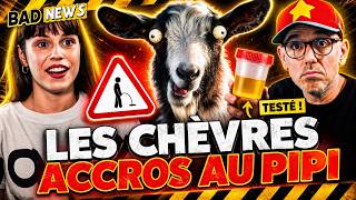 LES CHÈVRES ACCROS AU PIPI ! ft@juli_webp #Badnews374