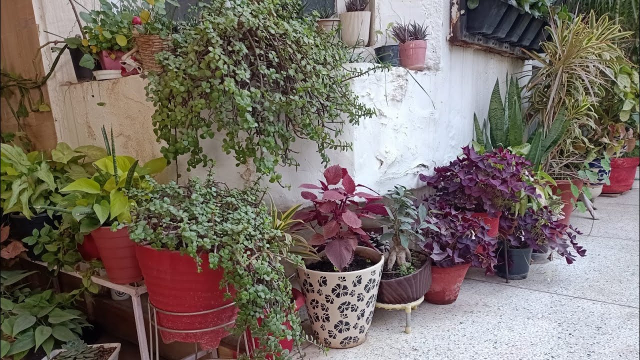 Два основных способа добавить цвета в ваш сад, показанные на примерах.