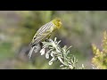 Canari singing in nature