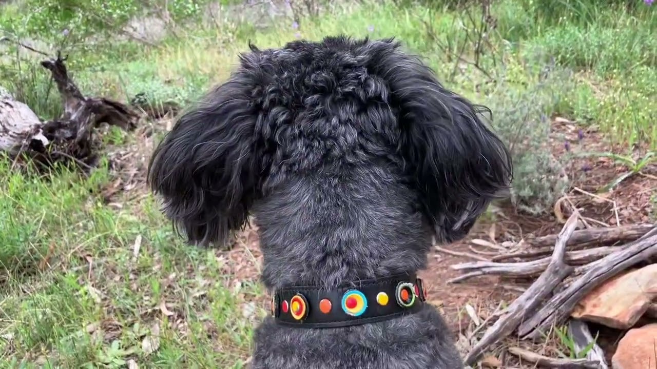 Koala adventure for Luci in Lazlo Canyon.