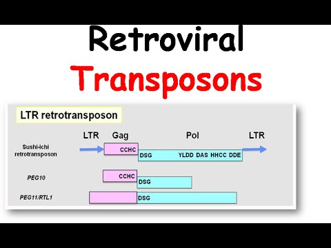 Video: Retrotransposon Kohdentaminen RNA-polymeraasi III: N Transkriboituihin Geeneihin