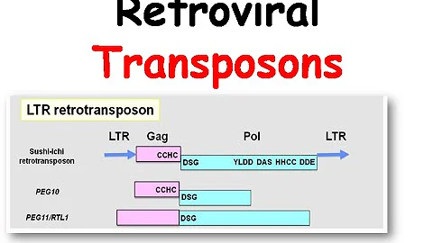 Mechanism of transposition of retroviral transposons - DayDayNews