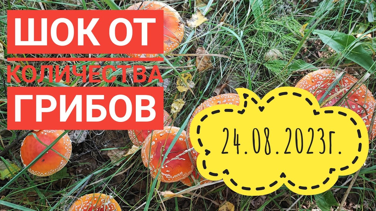 Столько грибов мы ещё не собирали????#сибирь#влог#грибы - YouTube