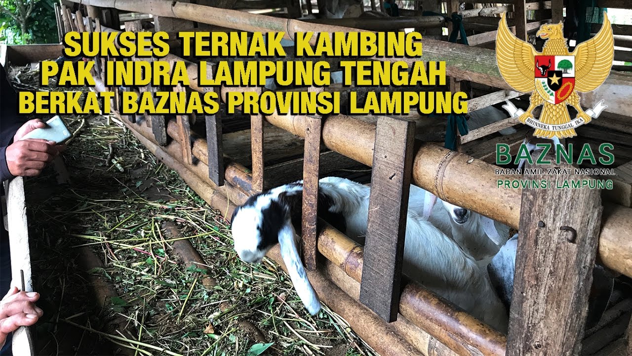 Sukses Ternak Kambing Pak Indra Lampung Tengah Berkat Baznas