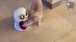 TRY NOT TO LAUGH CLEAN :) FUNNY CATS FAIL VIDEOS  LAUGH OUT LOUD :) #3