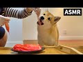 강아지 김치 먹방 | 리얼사운드 ASMR