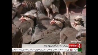 Iran Breeding Partridges, Chaharmahal &amp; Bakhtyari province پرورش كبك استان چهارمحال و بختياري ايران