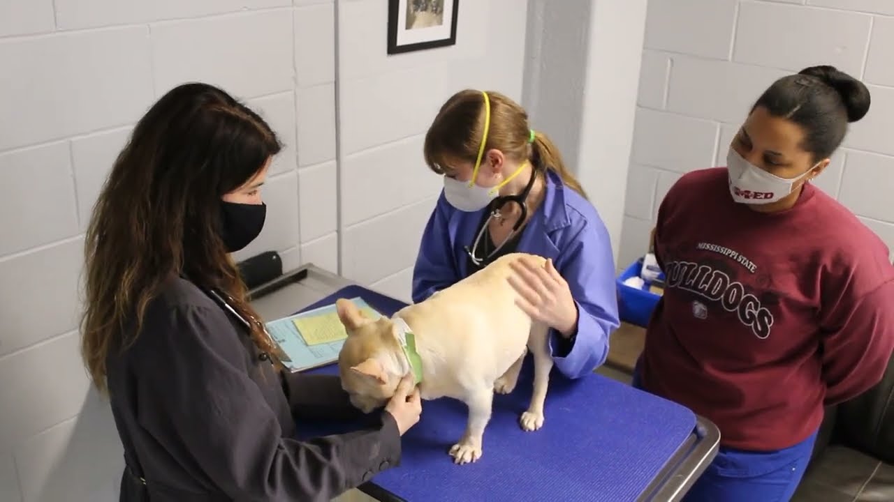 Vet Chat Dermatology YouTube