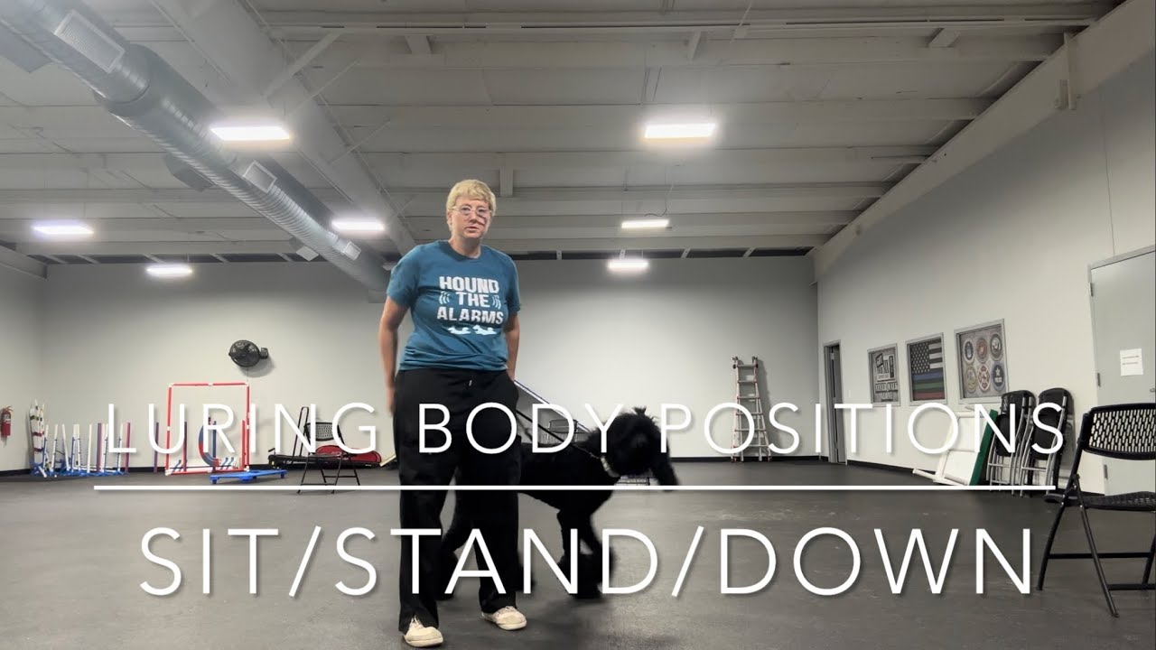 Luring the Body: Sit/Stand/Down