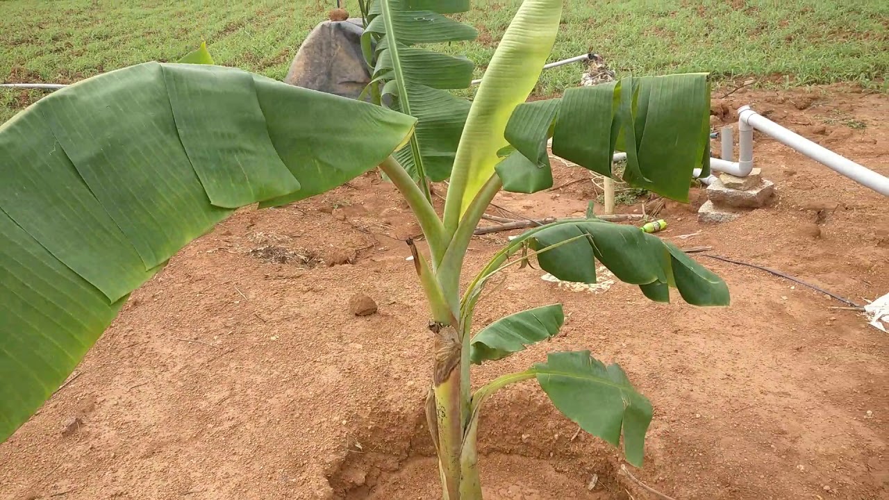 Banana plant in my Farm / ಜಮೀನಿನಲ್ಲಿ ಬಾಳೆ ಗಿಡವನ್ನು ನೆಡುವುದು ಹೇಗೆ