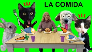 24 horas comiendo comida con los animales mas divertidos / Videos de gatos graciosos Luna y Estrella