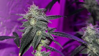 GROWING MY FIRST WEED PLANTS part 2  (curing process ) #trusttheprocess  #explore #explorepage