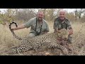 Leopard Hunting in Africa with blue-tick hounds