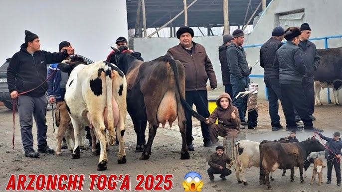 Cumshot porno gif Ularning mushuklarini silashlarini tomosha qiling