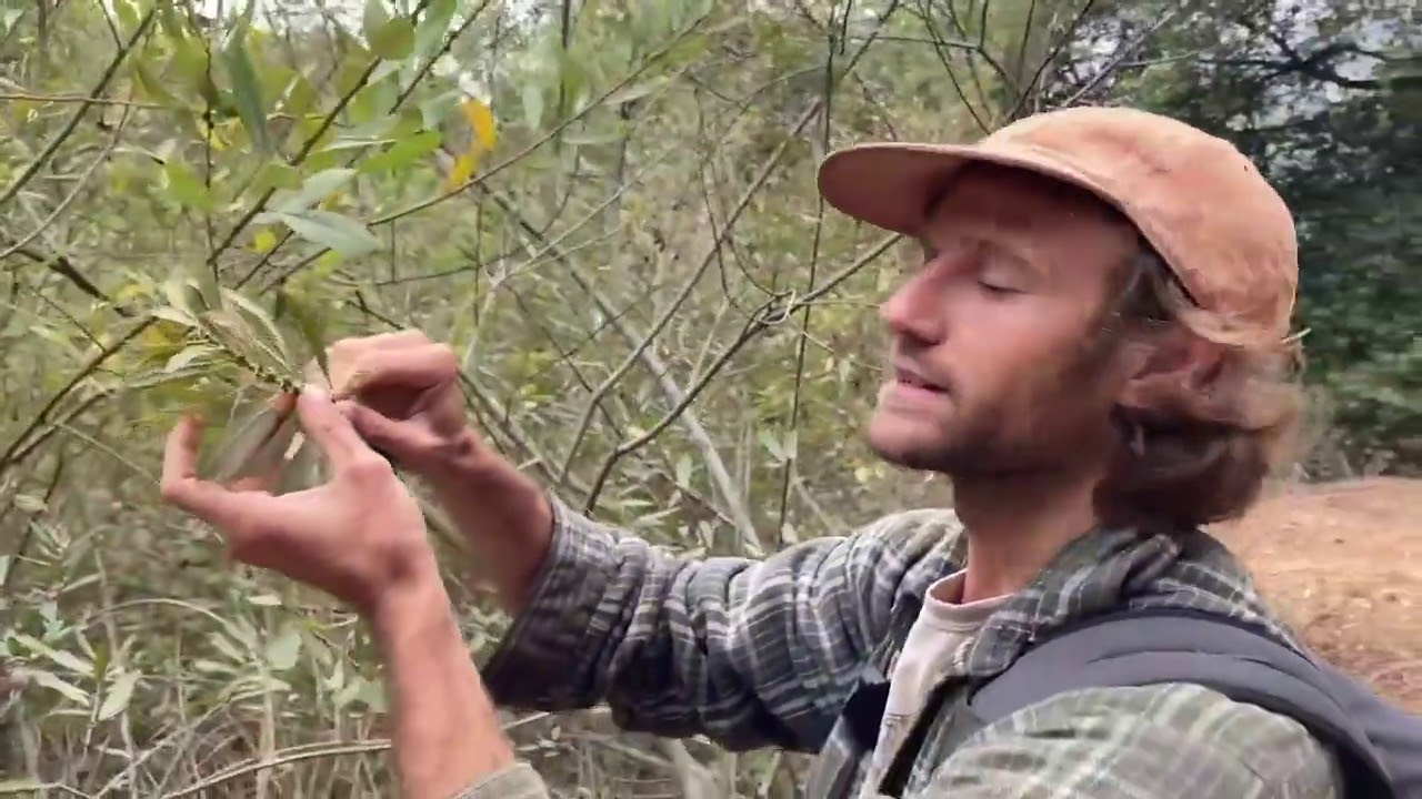 Salix lasiolepis, Salicaceae 1