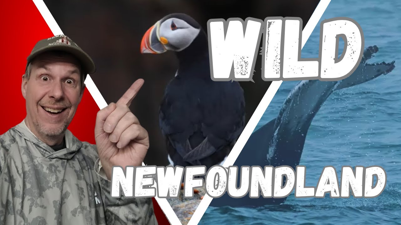 Тупики, киты и городок Дилдо: видеоблог о путешествии по Ньюфаундленду