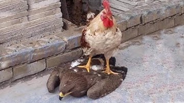 9 Pertarungan Sengit Elang VS Ayam, Begini Endingnya...