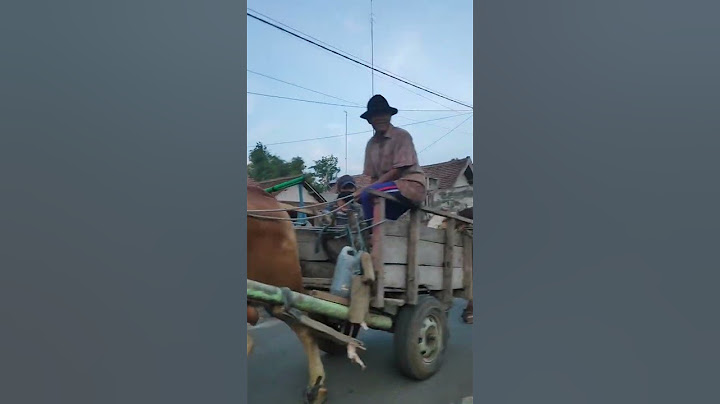 SAPI NARIK GEROBAK