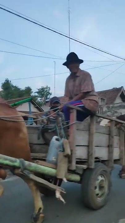 SAPI NARIK GEROBAK