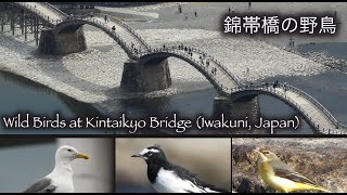 Birds at Kintaikyo Bridge in Iwakuni, Japan (錦帯橋の野鳥)