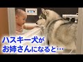 とっても優しいハスキー犬が、赤ちゃんのお姉さんに♡ ハスキー流の子育て日記