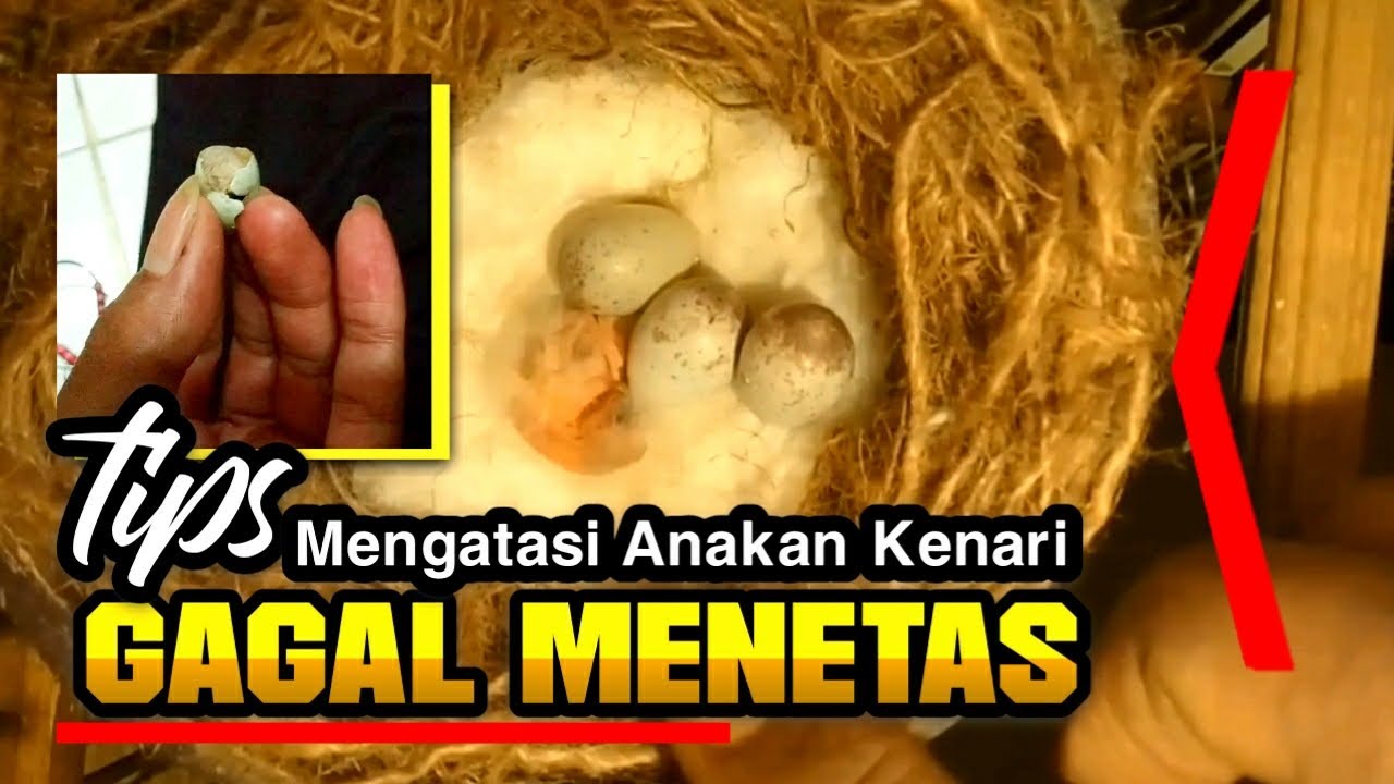 PENYEBAB TELUR KENARI GAGAL MENETAS//MATI DI DALAM CANGKAN