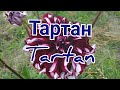 Георгина сорт Тартан / Dahlia Tartan