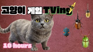 고양이 좋아하는 영상 | 고양이를 집중시키는 소리  | 10시간 연속 by 고양이게임TVing 26 views 3 weeks ago 10 hours