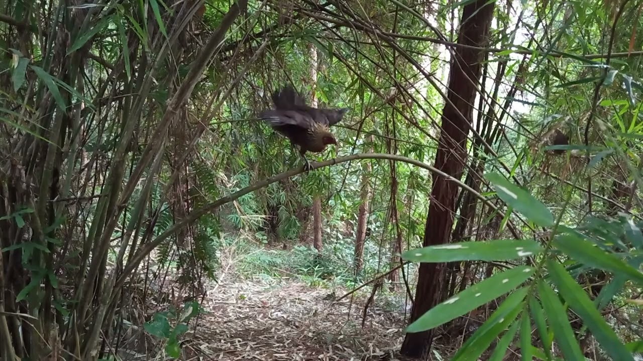 Poj qaib ke seev ke tsauj zoo heev( gà mái gọi trống cực phê)