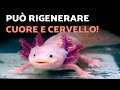 🦎✨Questo è il magico AXOLOLT o AXOLOTE MESSICANO: può RIGENERARSI 🐸 IN PERICOLO di ESTINZIONE!