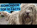 Komondor - TOP 10 Interesting Facts の動画、YouTube動画。