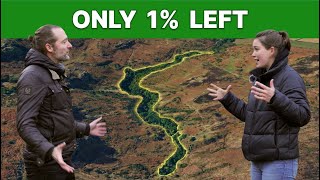 Britain Destroyed Almost All Its Rainforest. This Is What's Left.