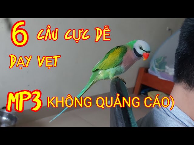 Duy Nhất 6 Câu Nói Dạy Vẹt Cực Dễ  File MP3. class=