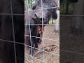 Cow crossing cow corner #cows #cow #cowvideos #cowlover #cowlove #corner #crossing