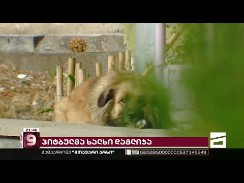 დარღვეული რეგულაციები და ძაღლები ალიკაპის გარეშე