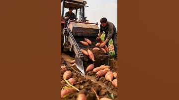 Cutting open the soil with a knife and shovel, they unearthed the sweet potatoes#farming#farm#shorts