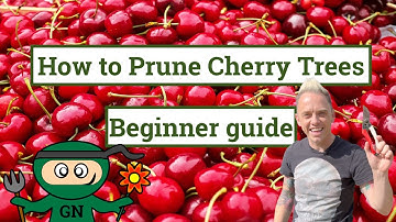 How to prune a cherry tree: AVOID this tree pruning mistake!!!