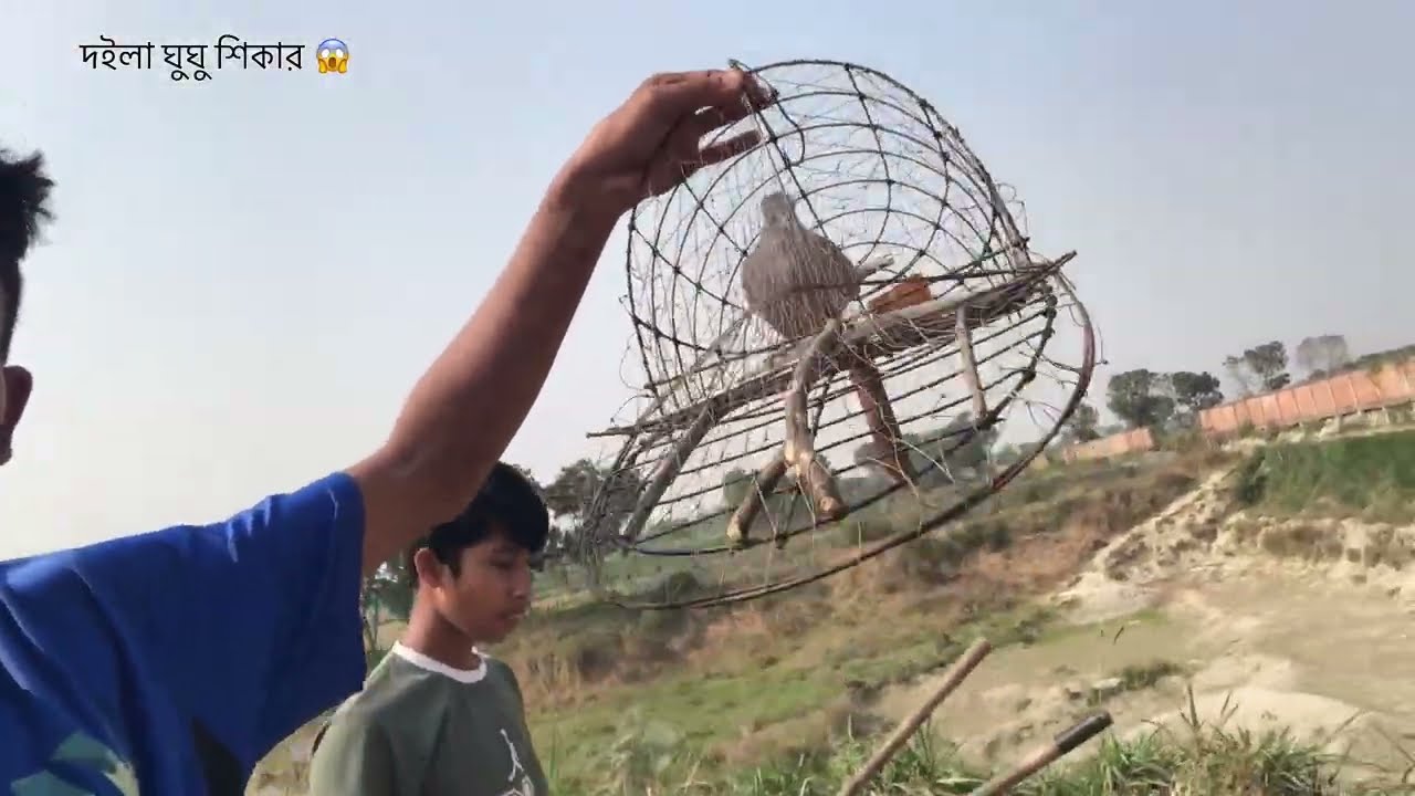 দইলা ঘুঘু শিকার😱দবল ঘুঘু পাখি শিকার 😱