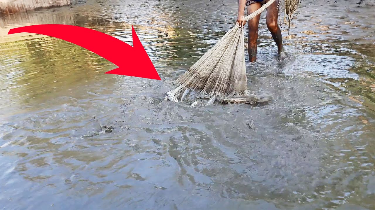 Amazing fish catching video Catch fish to Catch fishs Village fish