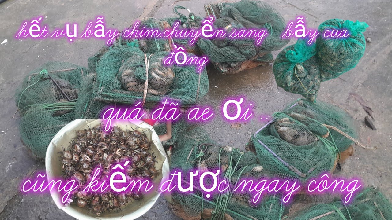 helo bẫy cua đồng ae ơi.....tâpn 56